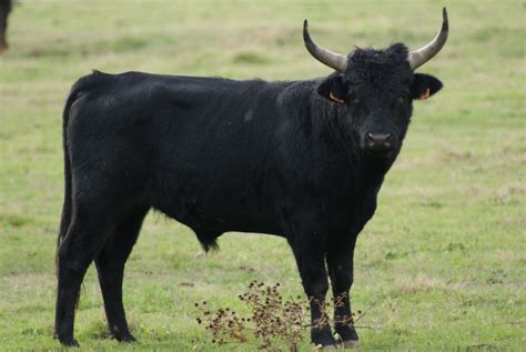 Camargue Taureau Camarguais Les Taxinomes Toros