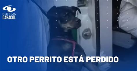 Toby Perro Del Policía Que Murió En Accidente De Bus En Boyacá Sobrevivió Al Siniestro