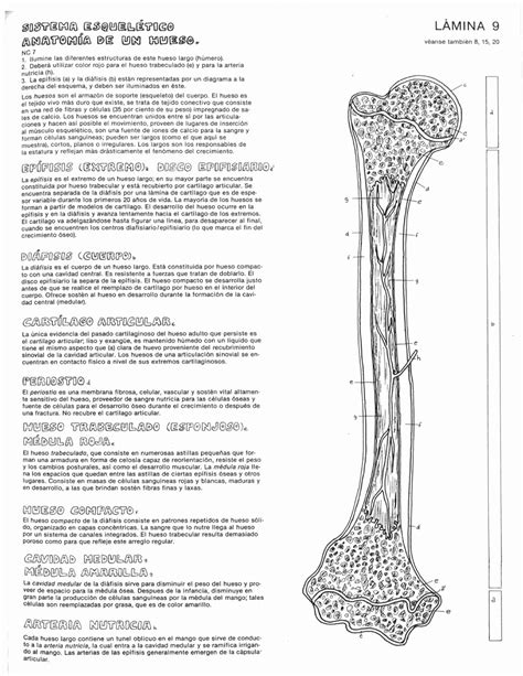 Sistema ÓSEO Y Muscular estudio estructural y funcional del ser