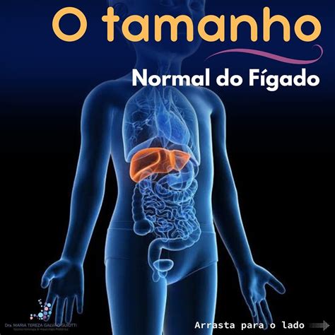 Fígado De Quem Bebe Muito - Qual o tamanho normal do fígado? - Dra. Maria Tereza Pediatra ...