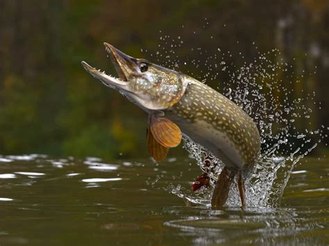 Northern Pike Size Comparison: Just How Big Do They Get? - A-Z Animals