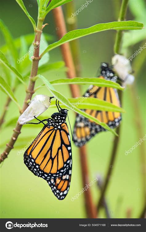 newly emerged monarch butterfly danaus plexippus  chrysalis shell