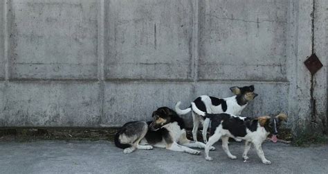 Scientists Find Genetic Distinctions In Chernobyl Dogs