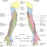 Anatomie Et Pathologie Du Membre Sup Rieur Mon Bloc Op Ratoire