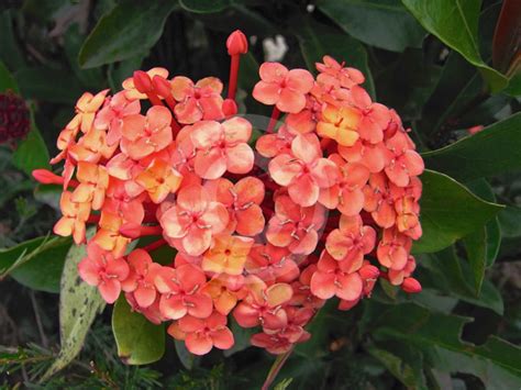 Ixora Prince Of Orange Prince Of Orange Information And Photos