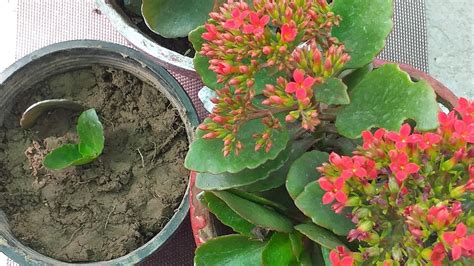 How To Grow Kalanchoe Through Cutting Kalanchoe Plant Care Tips Youtube