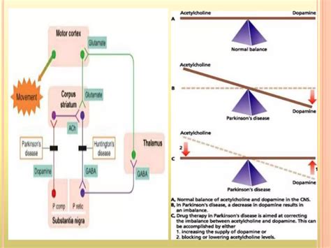 Central Anticholinergics In The Treatment Of Parkinson S Disease PPT