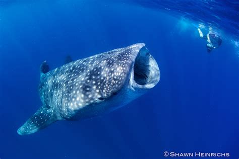 Whale Sharks – Isla Mujeres, Mexico 2012 | Blue Sphere Media