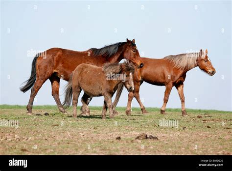 pferde horses stock photo alamy