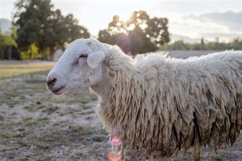 Jacob Sheep Breed Information: Excellent Wool-Producing Sheep with ...