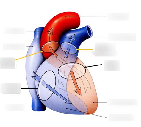 Diagramme De Anatomie Générale Du Coeur Quizlet