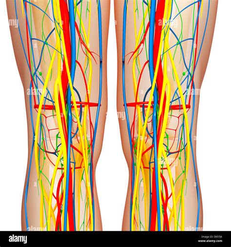 Knee anatomy, artwork Stock Photo - Alamy