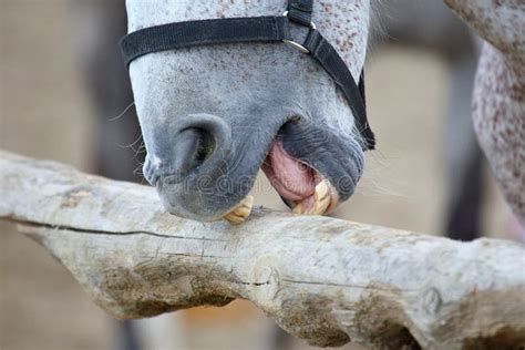 Ugly Horse Teeth