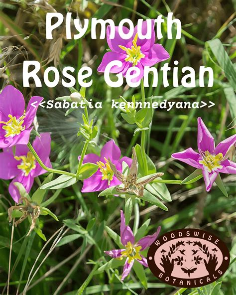 Gentian, Plymouth Rose (Sabatia kennedyana) — WOODSWISE BOTANICALS