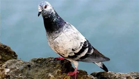 Tippler Pigeons: Breed Information & Facts – Pigeonpedia