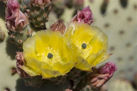 Pictures Cactus Flowers And Names Beautiful Blooming Wild Desert