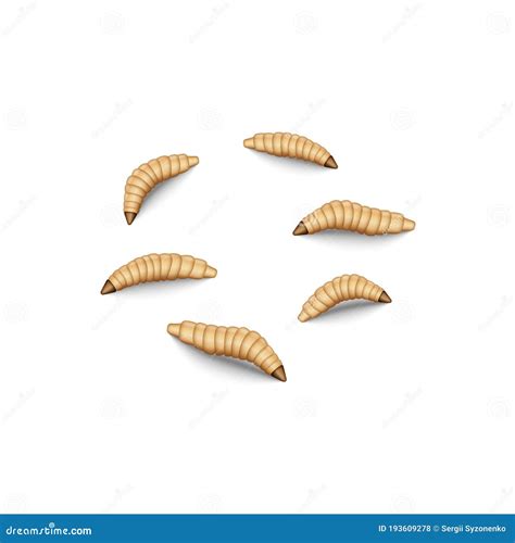 Fly Maggot Set Isolated On White 3d Realistic Vector Illustration