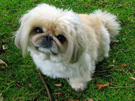 Pekingese Dog Free Stock Photo Public Domain Pictures