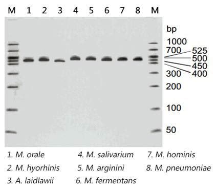 MycoCheck™ Mycoplasma PCR Detection Kit | ABP Biosciences