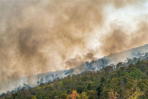 Fundo Humanos Responsáveis por Incêndios Florestais Devastadores