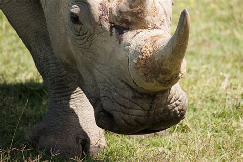 The Remarkable Rebound of Africa's White Rhino Population - The ...