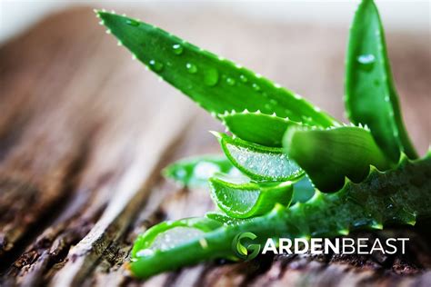 Aloe Vera Guide How To Grow And Care For Aloe Plants