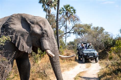 Design your Okavango delta safari online | Timbuktu Travel