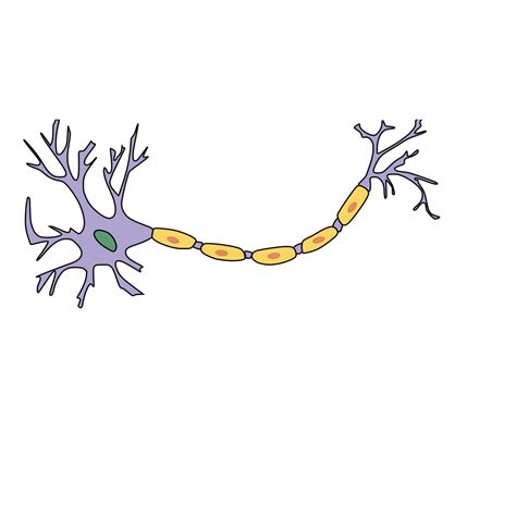 Neuron With Axon PNG, SVG Clip art for Web - Download Clip Art, PNG ...