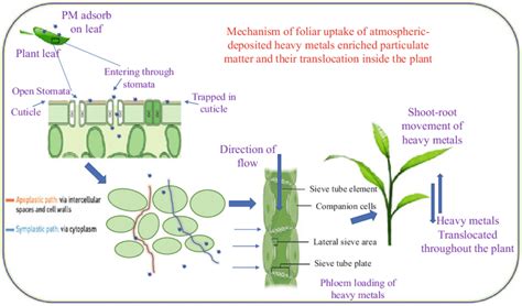 Mechanism Of Foliar Uptake Of Heavy Metalloids And Their