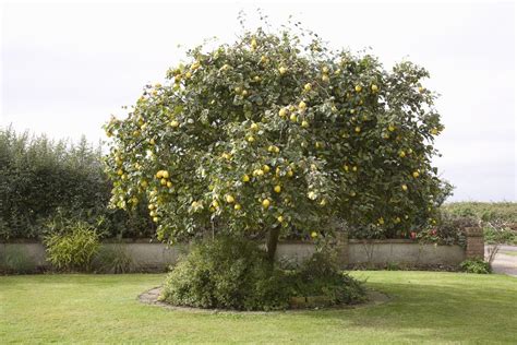 An Ultimate Guide To Growing Quince Trees In The UK The Arches