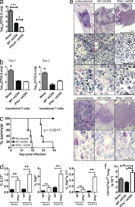 Ifn Signaling Inhibits Il 17a Production By Cd4 T Cells During Mtb Download Scientific