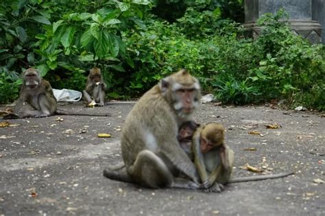 Melihat Habitat Monyet Ekor Panjang Di Alas Simpenan Puncu Radar Kediri