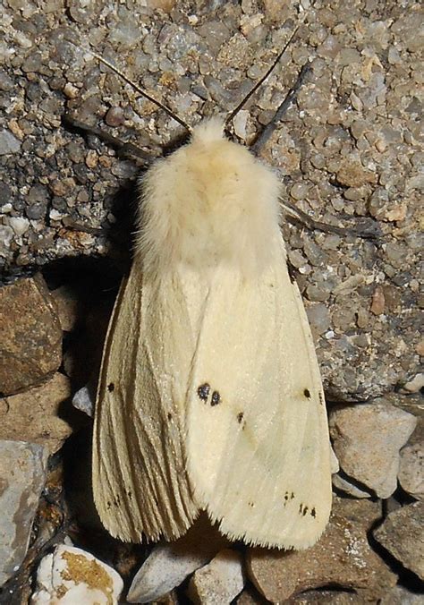 Gelber Fleckleibbär Spilarctia lutea Gelbe Tigermotte S Flickr