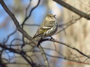 Pine Siskin Midwest Bird Watching