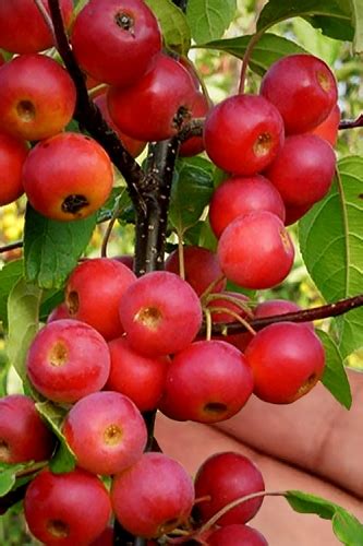 Buy Hawthorn | Mayhaw Trees For Sale Online With Free Shipping From Wilson Bros Gardens - Since 1989