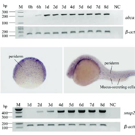 Abca And Snap Gene Expression In Normal Zebrafish A C Zebrafish