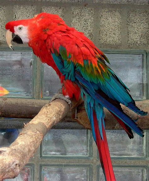 Green winged macaw : Biological Science Picture Directory – Pulpbits.net