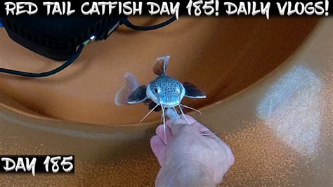 Day 185 Daily Red Tail Catfish Vlog Watch Them Grow YouTube