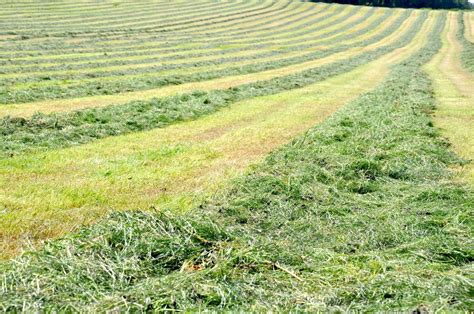 New Survey Reveals Multi Cut Grass Silage Benefits In Drought Hit 2022