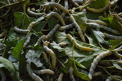 silkworm larvae - Entomology Today