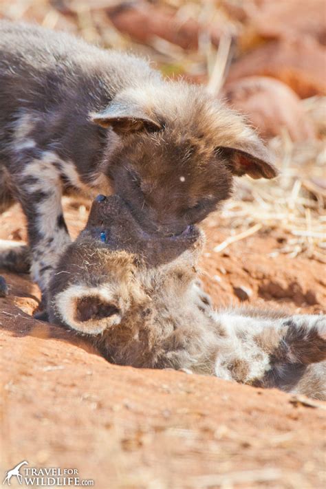 Photo: African Wild Dog Puppy - Travel For Wildlife