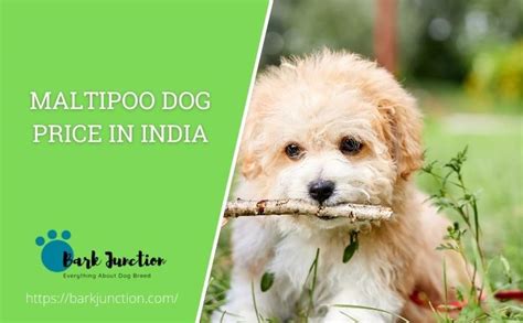 Maltipoo Dog Price In India Feeding Cost Cost Of A Maltipoo In