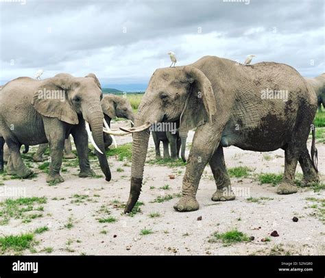 Elephants in Amboseli Stock Photo - Alamy