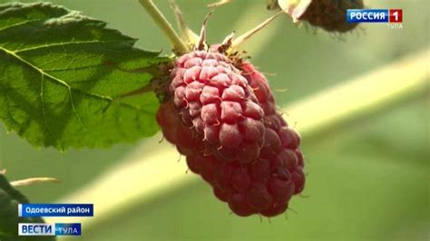 У одоевского фермера поспела малина