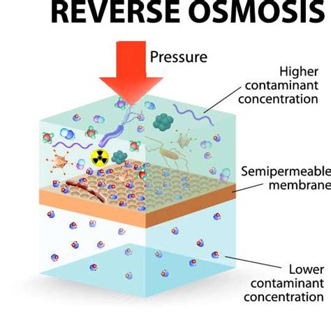 Osmosis In Plants What Does It Mean Udemy Blog