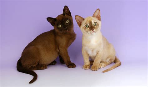 Burmese Cat Breed Information Vetstreet