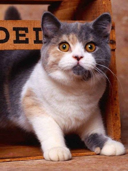 British Shorthair Dilute Calico Cat Cute Cats And Kittens Kittens