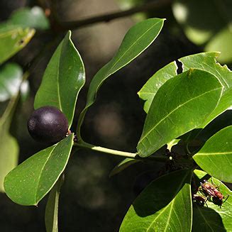 Acokanthera Oppositifolia Common Poison Bush