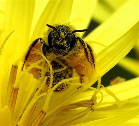 EntomoDaily on Twitter RT txaverius Para qué me invitan a polen si