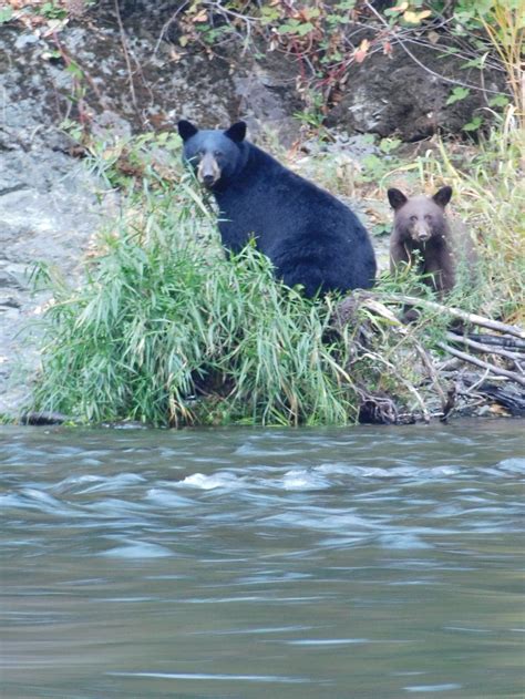 Recreating in Black Bear Habitat — Rogue Riverkeeper